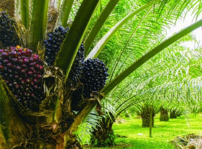 Palm oil industry